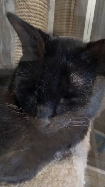 милашки❤️#котики #веселыекоты #котята #кот #кошка #кош смотреть онлайн