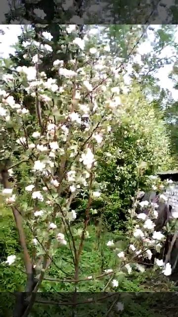 деревья плодово-ягодные смотреть онлайн