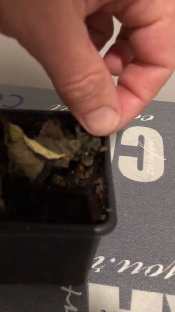 Осеннее черенкование Гортензий. Эксперимент ленивого смотреть онлайн