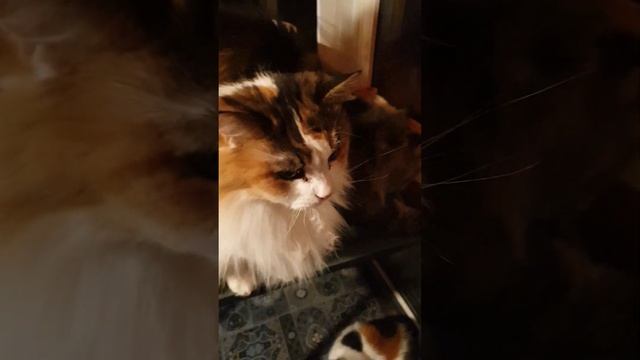 Огромное спасибо компании Buddy Dinner за корм и за Благотв?