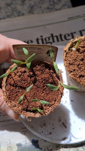 Спасала последние ростки. Пересадка ростков в землю. В смотреть онлайн