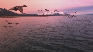 09.05.2025 г. Магаданская обл, Охотское море, побережье, красота колымского края, утки