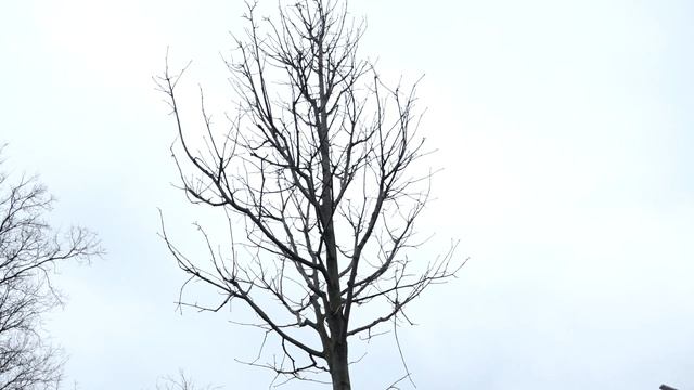 Высаживают липы и клёны смотреть онлайн