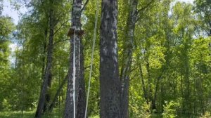 Прилесные участки❓🏡