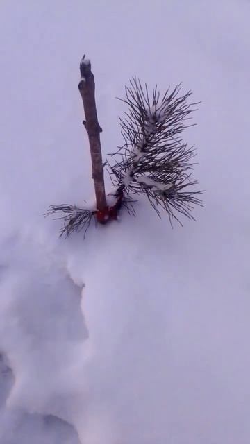 саженец канадской ели смотреть онлайн