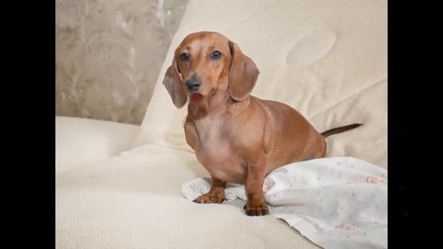 Любимая такса поздравляет с Днём рождения смотреть онлайн