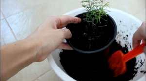 Аспарагус из семян подрос. Пересаживаю. //Валентина Зе?