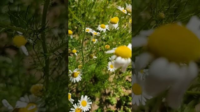 Магические свойства РОМАШКИ. смотреть онлайн