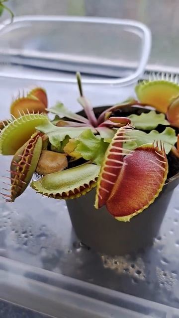 купил цветок хищник смотреть онлайн