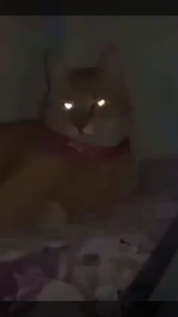 кот светильник.cat lamp. смотреть онлайн