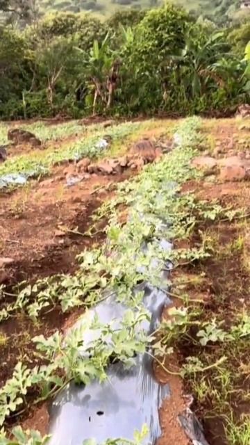 Капельный полив 🌱💦🍉