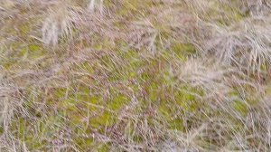 Трешка по весеннему мягкому болоту.