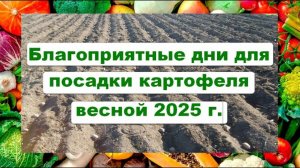 КАРТОФЕЛЬ ЛУННЫЙ КАЛЕНДАРЬ! Благоприятные дни для посадки картофеля весной МАЙ 2025 года