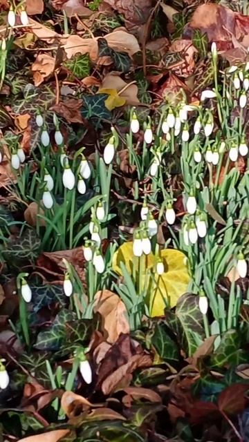 #bern #подснежники #weiss #february смотреть онлайн