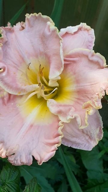 лилейник сеянец №9с' 2023 смотреть онлайн