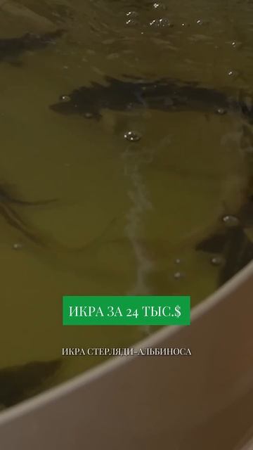 ИКРА ЗА 24 ТЫС$ - САМАЯ ДОРОГАЯ ИКРА В МИРЕ смотреть онлайн
