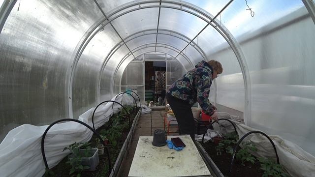 Холодное утро 10 мая 2025. Кашпо из искусственного ротанга. А вот и наша Любочка ! смотреть онлайн