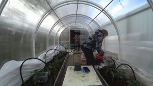 Холодное утро 10 мая 2025. Кашпо из искусственного ротанга. А вот и наша Любочка !