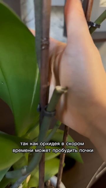 Было? #орхидеи #орхидеиуход смотреть онлайн