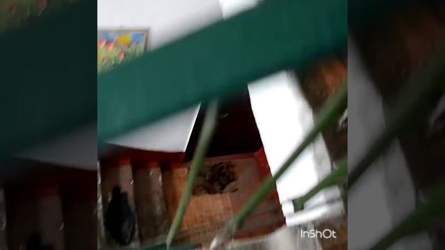Севастополь чинит крыши смотреть онлайн
