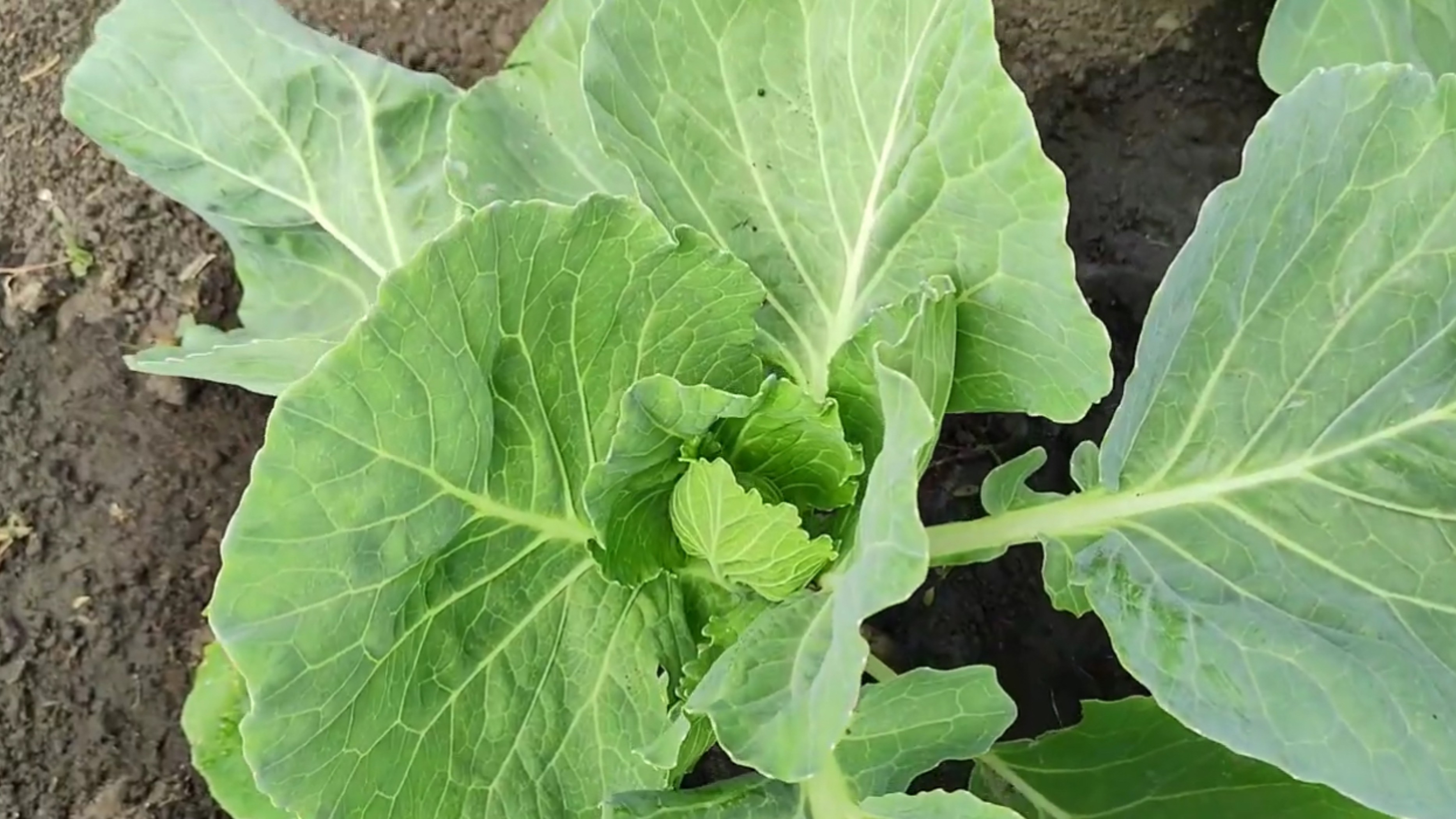 НЕТ вредителей!!! Защищаем КАПУСТУ от вредителей. ЭФФЕКТИВНЫЕ и БЕЗОПАСНЫЕ средства защиты капусты