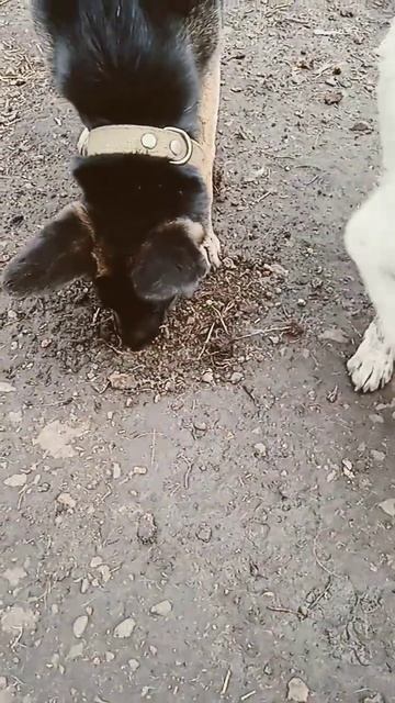 в поисках клада, лада, лиловый закат, солнце фонарик пл смотреть онлайн