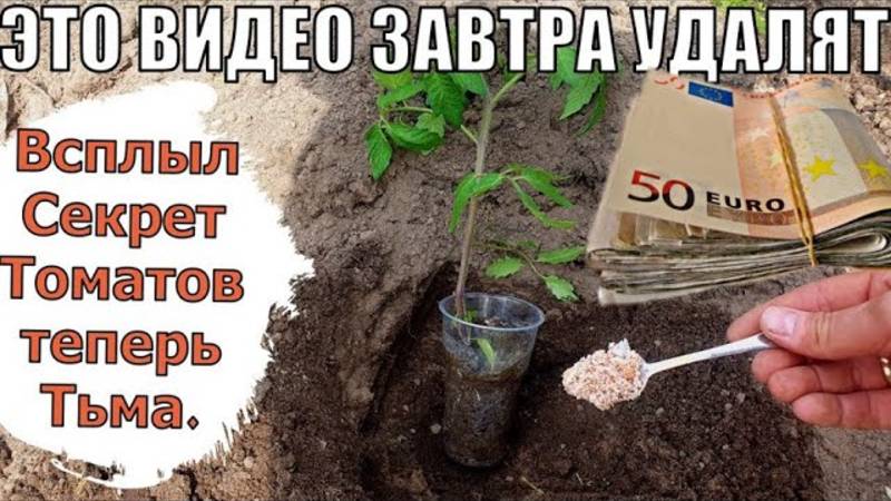 ТАЙНЫЕ ЗНАНИЯ при посадке Томатов. Помидор продал на 100.000 рублей! смотреть онлайн