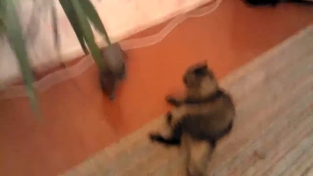 ▶Коты шалят Kat   YouTube 720p