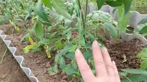 Пасынкование томатов. Когда и как это правильно делать