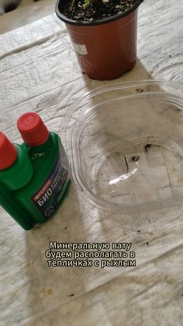 Черенкование хризантемы на минеральной вате #хризант? смотреть онлайн