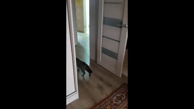 Смешные кошки и коты. Приколы с животными. Серьёзная разборка. Жесть - Мурзик vs Маруся смотреть онлайн