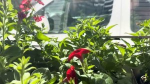 #2 Жизнь на земле. Сколько стоит рассада Петунии и как в