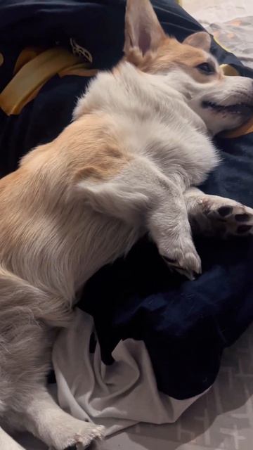 Собака больше чем друг🧡#собакадругчеловека #корги #sho смотреть онлайн