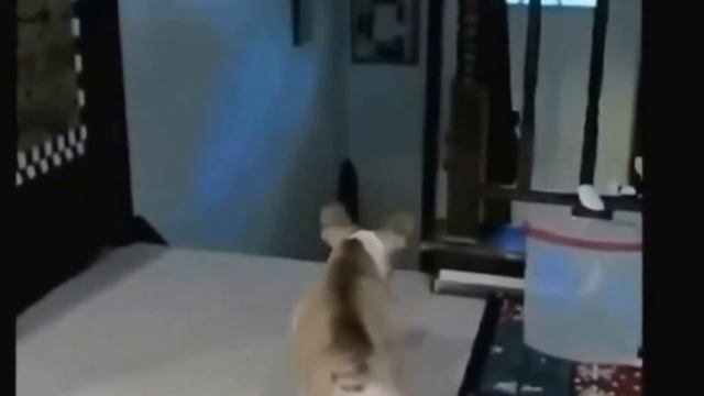 Ржачная подборка с котами и собаками! Смешные животные! Ржачное видео, юмор, умора, видеоприколы = смотреть онлайн