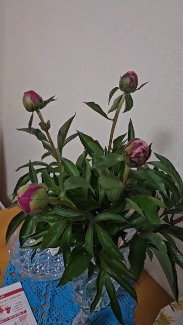 Пионы? или не пионы? смотреть онлайн