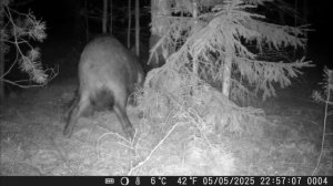 вот что попалось на фотоловушку