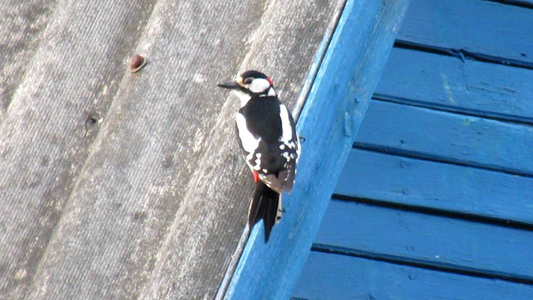 Дятел стучит по крыше. Получается громче обычного смотреть онлайн