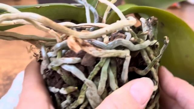 ПЕРЕСАДКА ОРХИДЕИ 