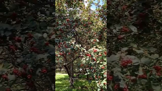 Почему одни птицы улетают на юг, а другие не улетают