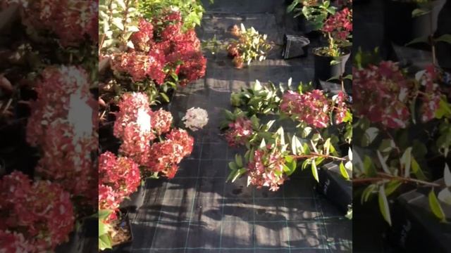 Как сделать так, чтобы не падали горшки на площадке? смотреть онлайн