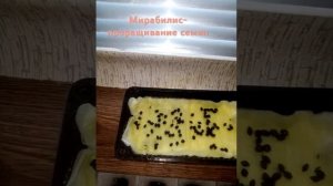 Мирабилис проращивание семян часть 1