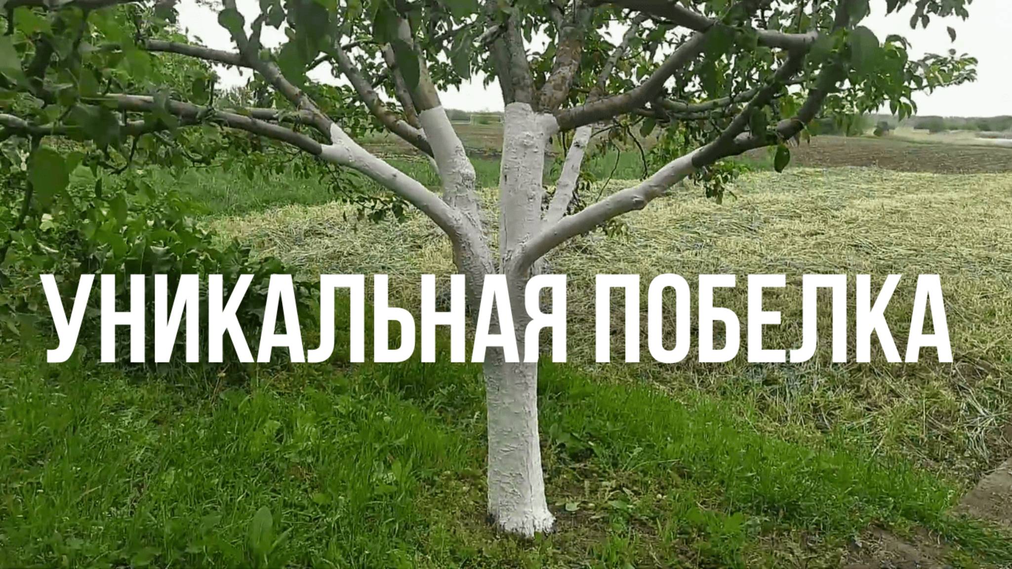 Лучшая Побелка для Садовых деревьев для хорошего урожая смотреть онлайн