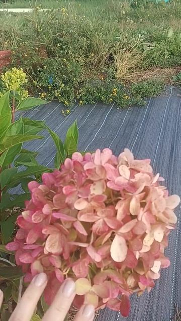 Гортензия Граффити смотреть онлайн