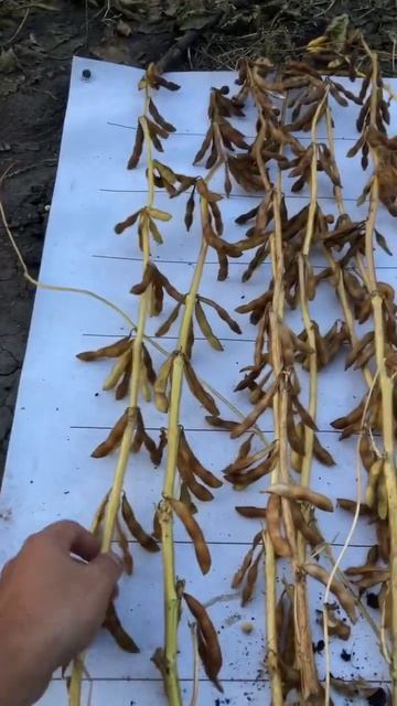 Определение биологической урожайности на сое #wuxal #сел