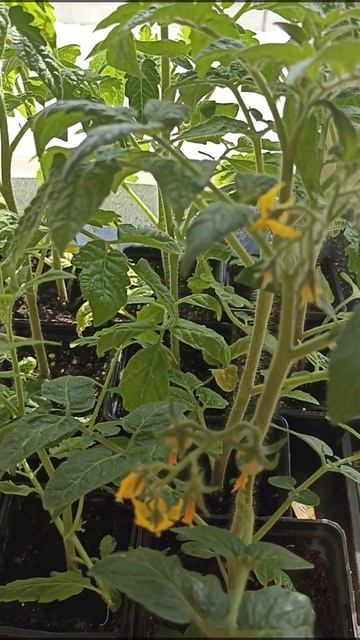 Рассада комнатных томатов.