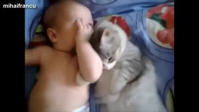 Прикольные кошки и собаки Compilation 2014 NEW смотреть онлайн