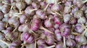 ТАЙНЫ хранения ЧЕСНОКА. Как сохранить чеснок СВЕЖИМ и СОЧНЫМ. Эффективные способы хранения чеснока