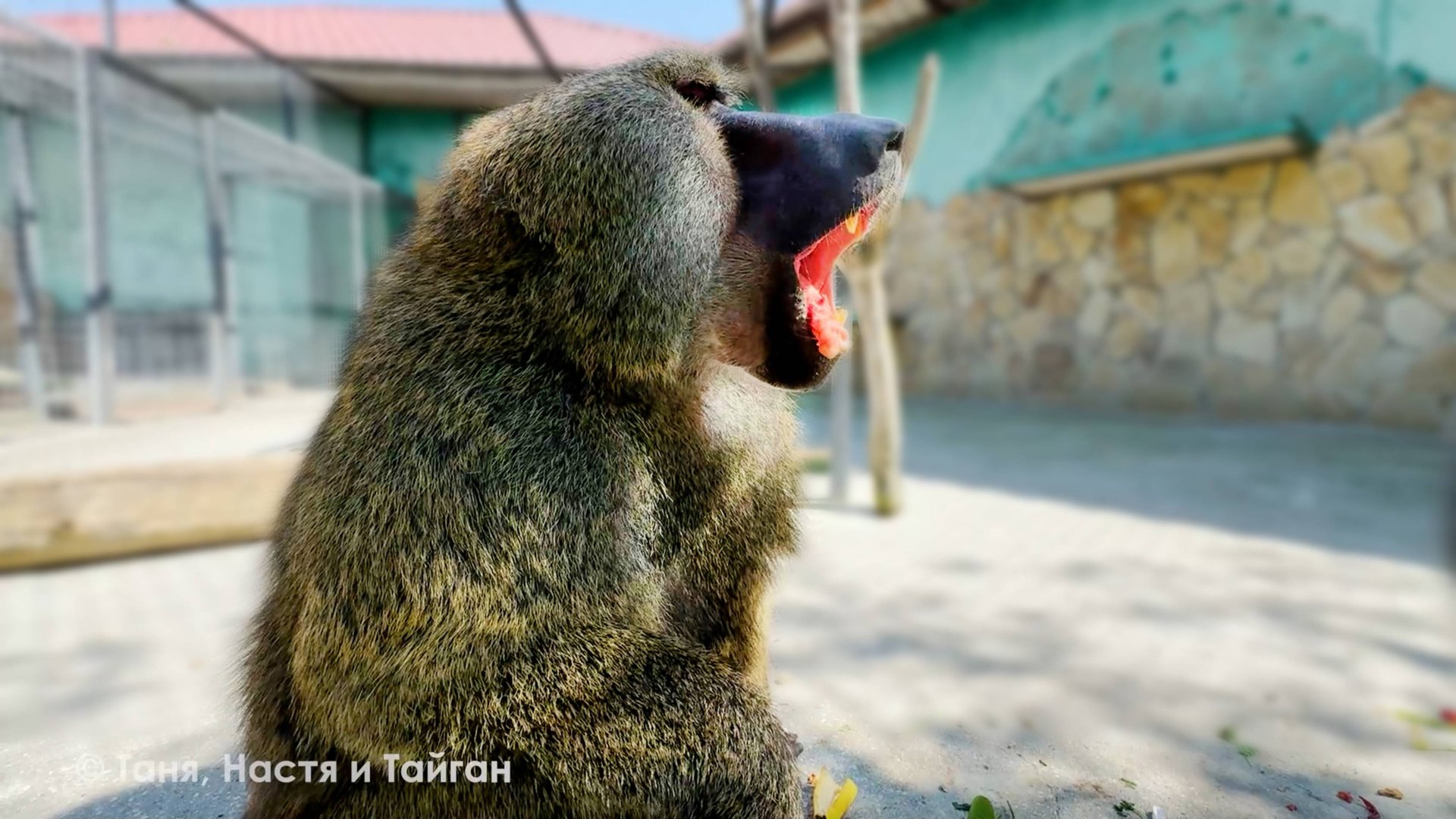 Рокки даже мороженным не удивить! Ни яйца, ни орешки - ничто не сравнится с МЯСОМ! Анубис-мясоед! смотреть онлайн