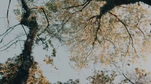 TNT Records - Cosmos