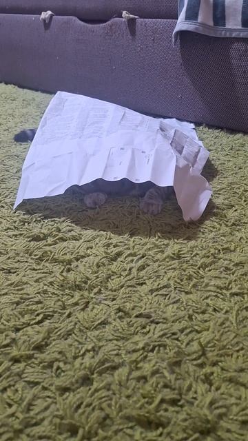 зато не в кредит.У Марфы новый дом #котоняны #дом #cat #catvi смотреть онлайн